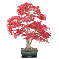 BEES Bonsai Growing Kit - Sweet Gum