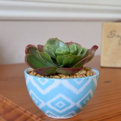 Candlelight Hand Painted Pot With Succulent - Aqua