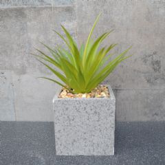 Candlelight Spikey Succulent in Square Pot -16cm