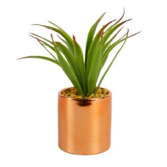 Candlelight Aloe Vera Plant in Pot - Rose Gold