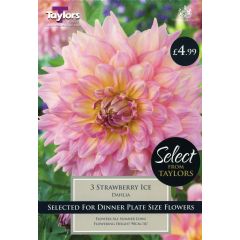 Spring Bulbs - Dahlia Strawberry Ice - 3 Bulbs