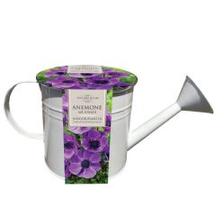 Taylors Indoor Watering Can Planter