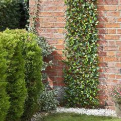 Smart Garden Lemon Leaf Willow Trellis 180x60cm