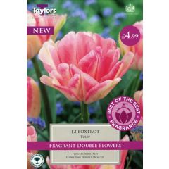 Taylors Best of The Best Tulip Foxtrot - 12 Bulbs