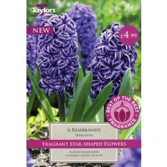 Taylors Hyacinth Rembrandt - 6 Bulbs