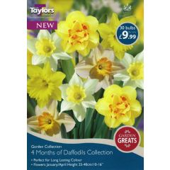 Taylors 4 Months Of Daffodils Collection - 30 Bulbs
