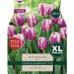 Taylors Autumn Bulb of the Year Tulip Flaming Flag - 20 Bulbs