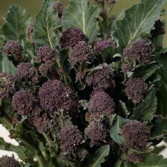 Thompson and Morgan Early Purple Sprouting Broccoli - 100 seeds