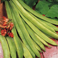 Thompson and Morgan Runner Bean Scarlet Emperor - 30 seeds