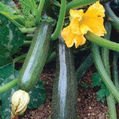 Thompson and Morgan Courgette Defender - 12 seeds