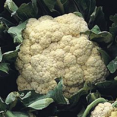 Thompson and Morgan Cauliflower All The Year Round - 200 seeds with 25% extra free