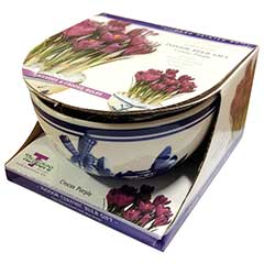 Taylors Purple Crocus Delft Bowl - 9 Bulbs