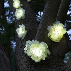 Smart Garden Solar White Rose String Light - 10 LED