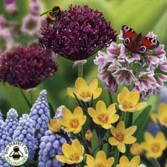 Taylors Bees and Butterflies Collection - 75 Bulbs
