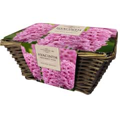 Taylors Large Pink Hyacinth Wicker Basket - 6 Bulbs